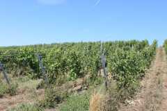 IMG-20260816-WA0007