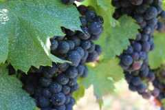 IMG-20260816-WA0019
