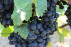 IMG-20260816-WA0024