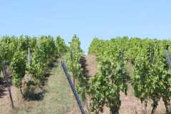 IMG-20260816-WA0025