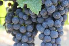 IMG-20260816-WA0027